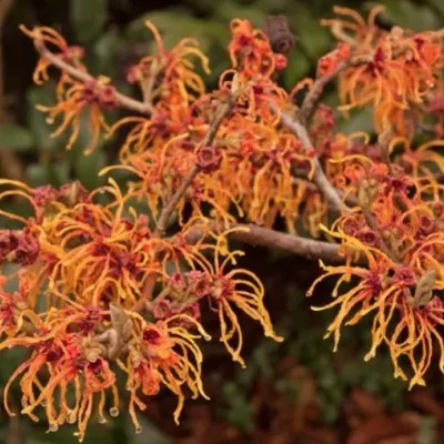 Hamamelis intermedia Jelena...