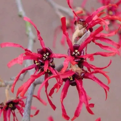 Hamamelis intermedia Ruby...