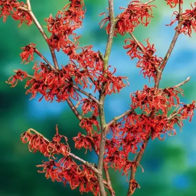 Hamamelis intermedia Ruby...