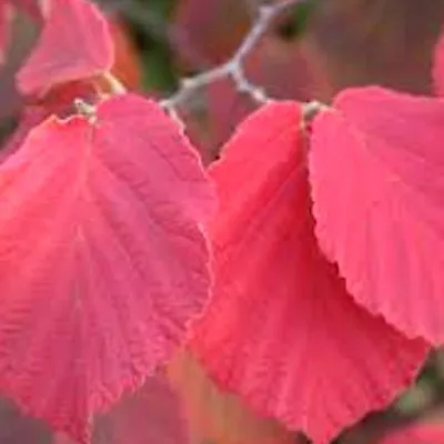 Hamamelis intermedia Ruby...