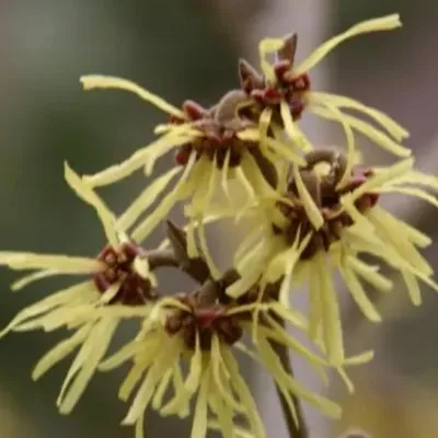 Hamamelis intermedia...