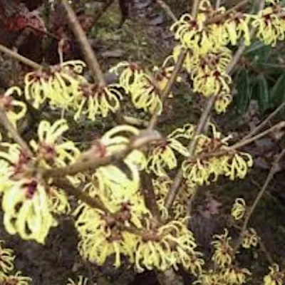 Hamamelis intermedia...