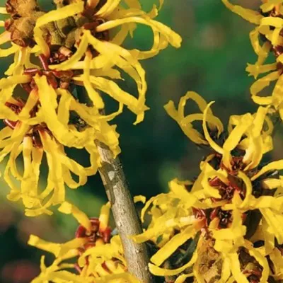 Hamamelis intermedia Yamina...