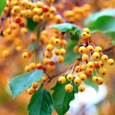 Malus transitoria vaso 9x13