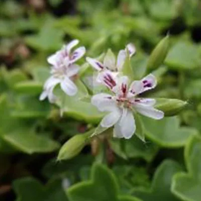 Pelargonium Golden Baby...