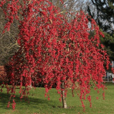 copy of Malus Red Sentinel...