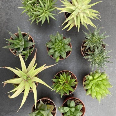 Haworthia da collezione (mix)