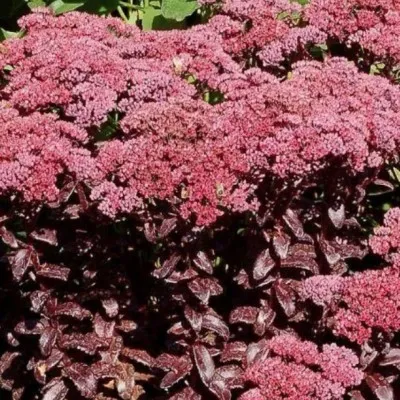 Sedum telephium Dark Magic v.9