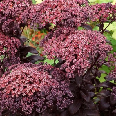 Sedum telephium Dark Magic v.9