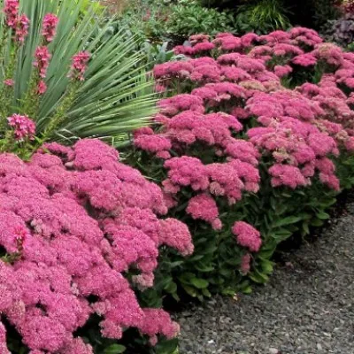 Sedum 'Mr. Goodbud' ® v.9