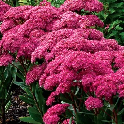 Sedum 'Mr. Goodbud' ® v.9