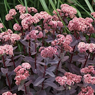 copy of Sedum 'Mr. Goodbud'...