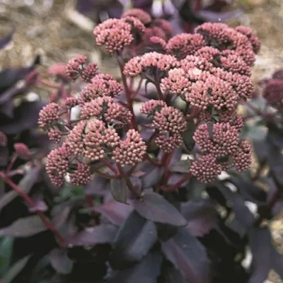 Sedum Telephium'Purple...