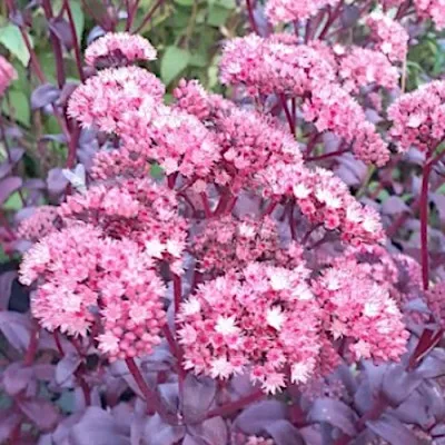 Sedum Telephium'Purple...