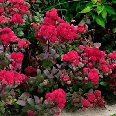 Sedum Red Cauli  v.9