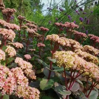 Sedum 'Strawberry and...