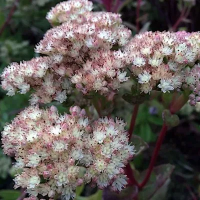 copy of Sedum 'Mr. Goodbud'...