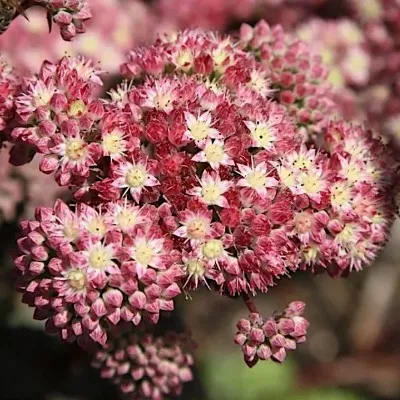 Sedum 'Strawberry and...