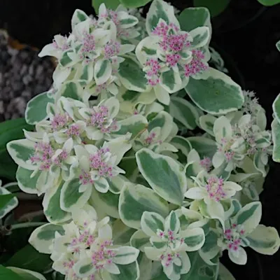 Sedum 'Frosty Morn'  v.9