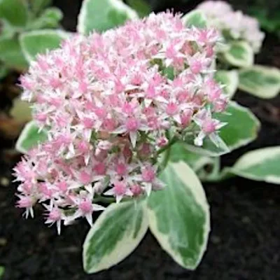 Sedum 'Frosty Morn'  v.9