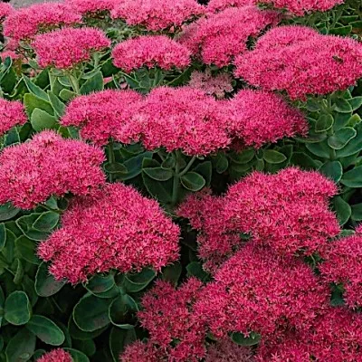 Sedum spectabile 'Brillant'...