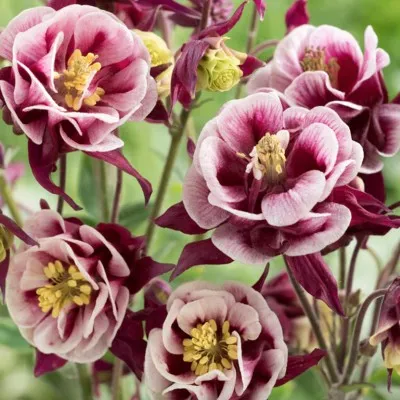 Aquilegia vulg. 'Winky Red...