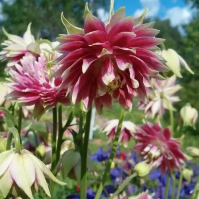 Aquilegia vulg. 'Rose...