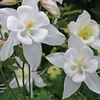 Aquilegia vulg. 'Nivea' v. 9