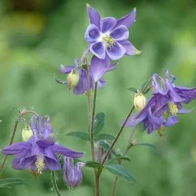 Aquilegia vulgaris v. 9