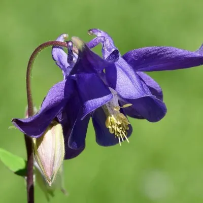 Aquilegia vulgaris v. 9