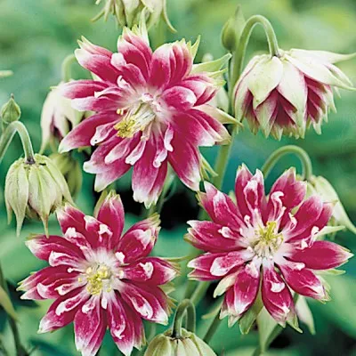 Aquilegia 'Nora Barlow' v. 9