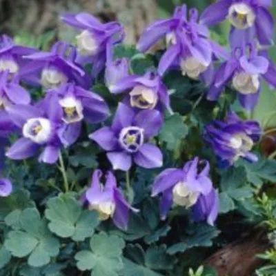 Aquilegia flabellata...