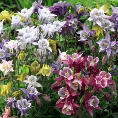 Aquilegia Careulea  v. 9