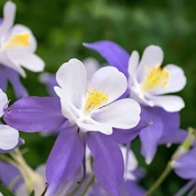 Aquilegia Blue star  v. 9