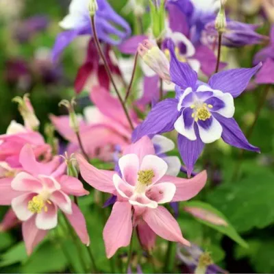 Aquilegia 'Biedermeier  v. 9