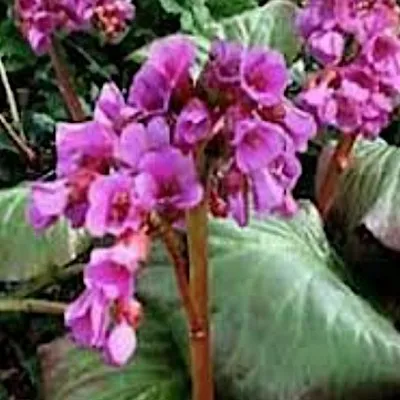 Bergenia Cordifolia...