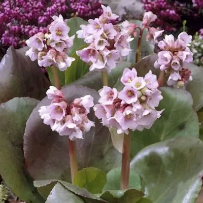 copy of Bergenia Cordifolia...