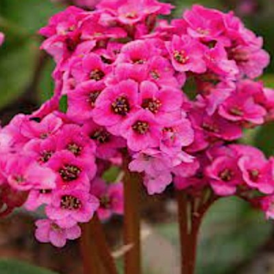 Bergenia 'Bressingham Ruby'...