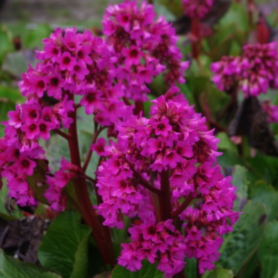 Bergenia 'Bressingham Ruby'...