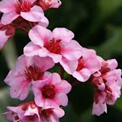 Bergenia cordifolia...