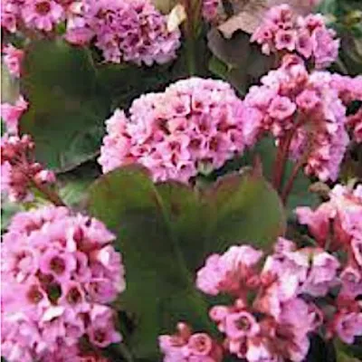 Bergenia cordifolia...