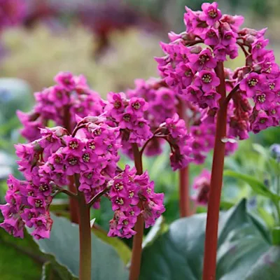 Bergenia cordifolia...