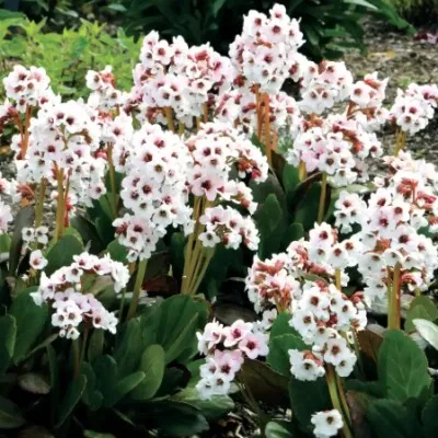 Bergenia 'Dragonfly Angel...