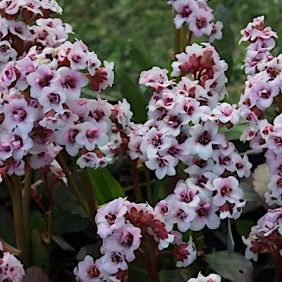 Bergenia 'Dragonfly Angel...