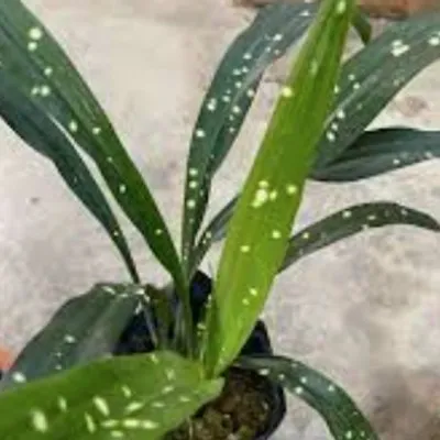 ASPIDISTRA YINGJIANGENSIS...