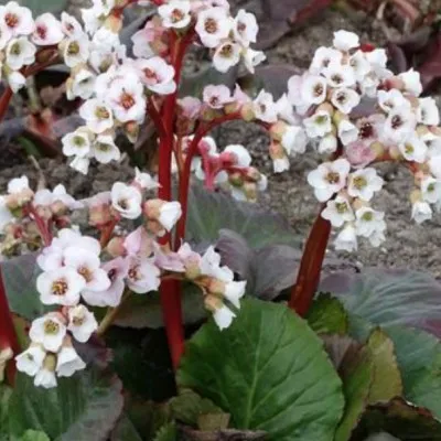 Bergenia stracheyi 'Ice...