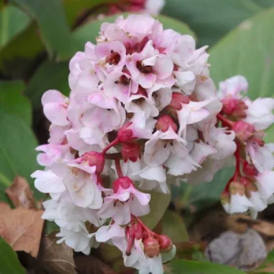 Bergenia 'Silberlicht'...