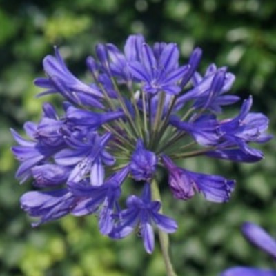 copy of Agapanthus 'Blue...