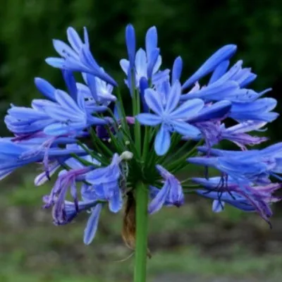 Agapanthus Brillant 'Blue...