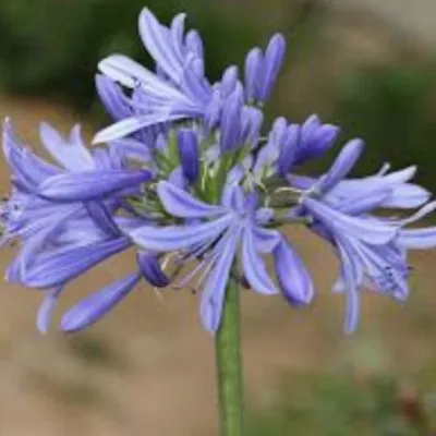 Agapanthus Africanus  V. 9